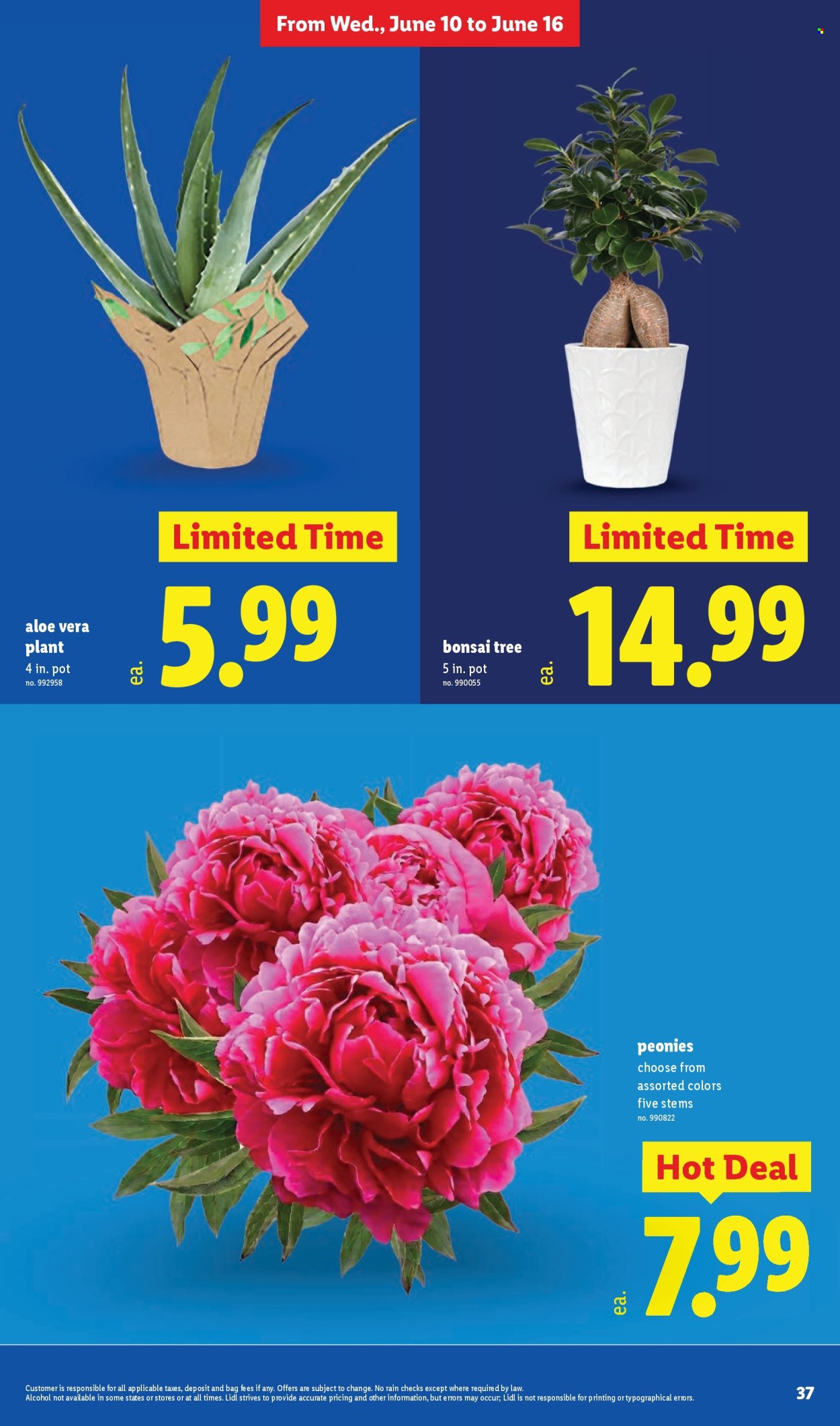 Lidl ad - 06/10/2026 - 06/16/2026. Page 37