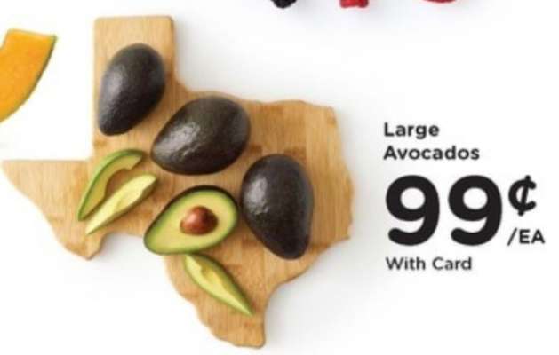 Large Avocados