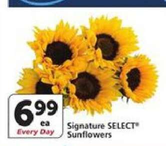Signature SELECT Sunflowers
