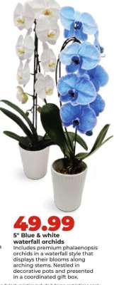5" Blue & white waterfall orchids