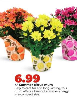 4" Summer citrus mum