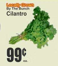 Cilantro