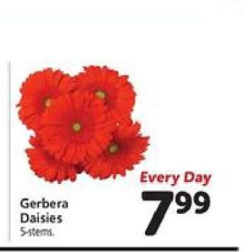 Gerbera Daisies
