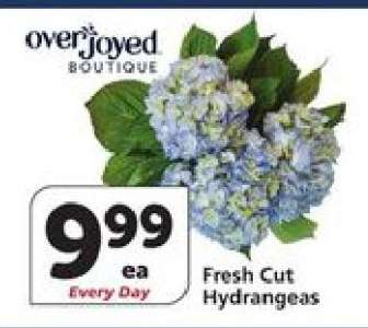 Fresh Cut Hydrangeas