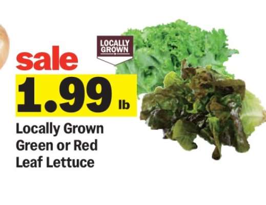Locally Grown Green or Red Leaf Lettuce