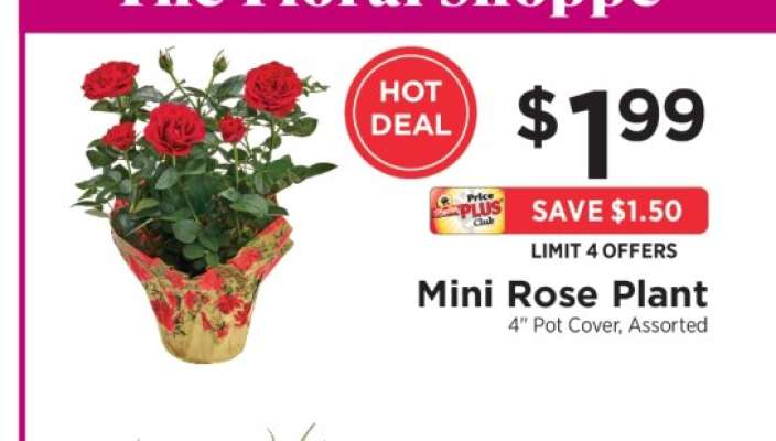 Mini Rose Plant