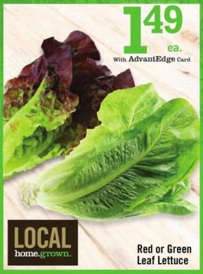 Red or Green Leaf Lettuce
