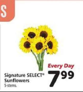 Signature SELECT Sunflowers