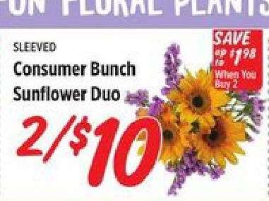 Consumer Bunch Sunflower Duo