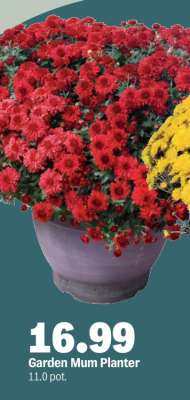 Garden Mum Planter