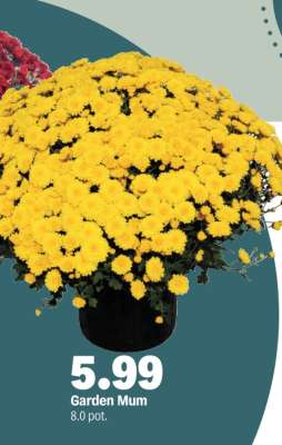 Garden Mum