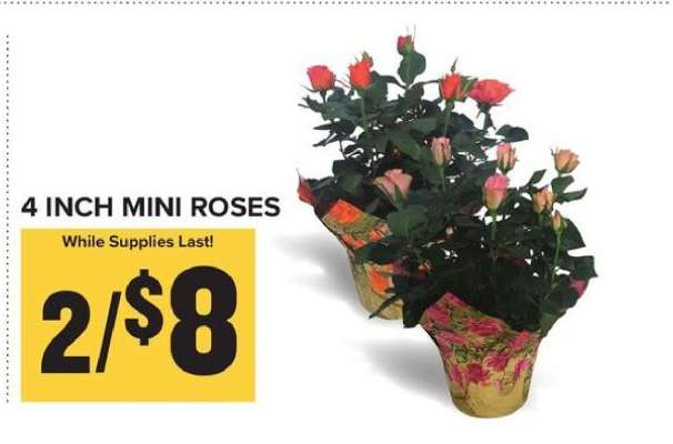 4 Inch Mini Roses