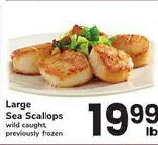 Large Sea Scallops