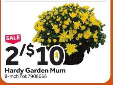 Hardy Garden Mum