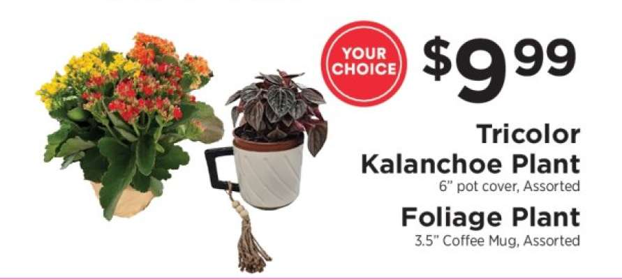 Tricolor Kalanchoe Plant or Foliage Plant
