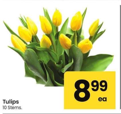 thumbnail - Tulip