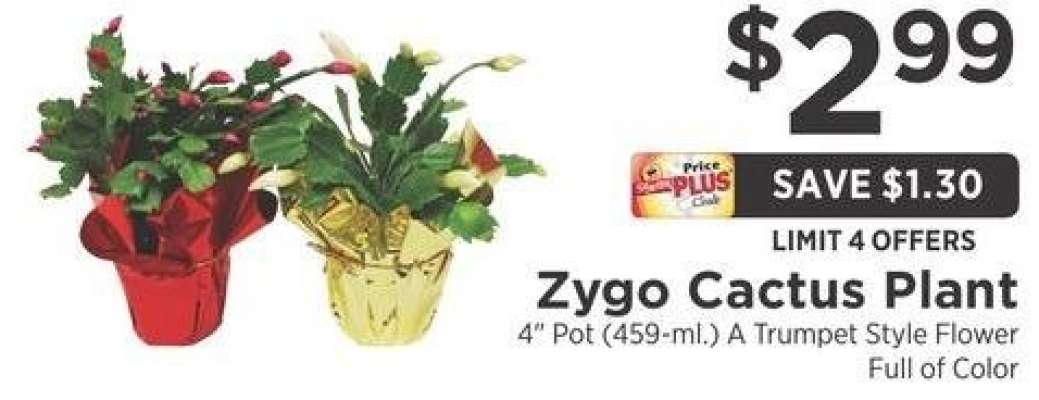 Zygo Cactus Plant - 4" Pot - ml.)

67459